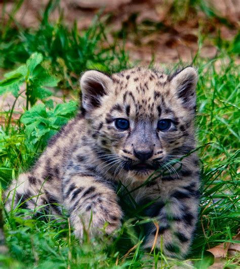 Snow Leopard Cub 3 By Reto On Deviantart