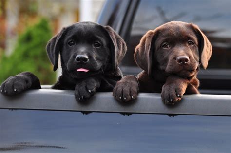 Black And Chocolate Labrador Retrievers Yellow Labrador Puppy Black
