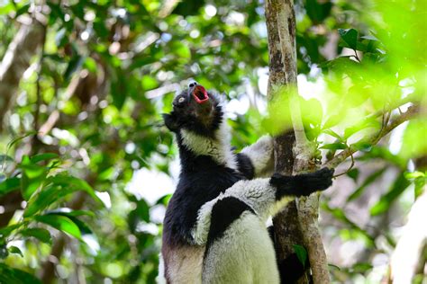The Singing Lemurs Of Madagascar Adventure Travel