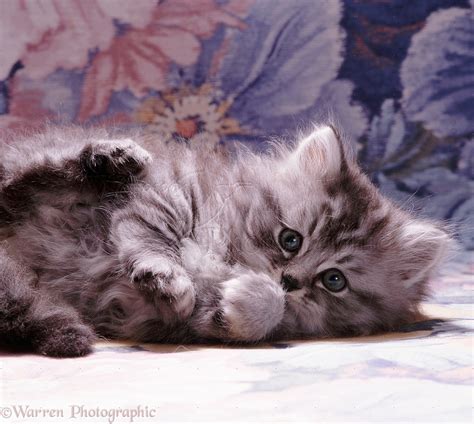 Fluffy Silver Tabby Kitten Photo Wp08508
