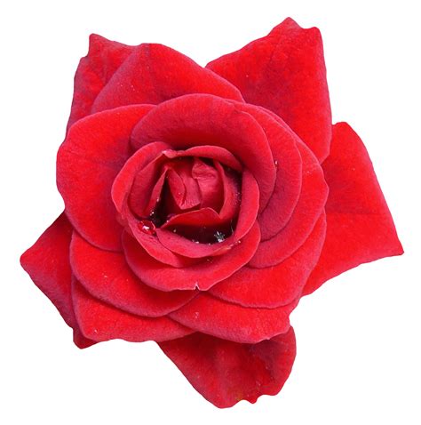 Red Rose Flower Png Image For Free Download