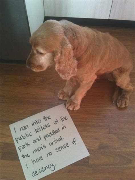 2 Dog Shaming Funny Pictures Dump A Day