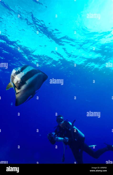 Warren Falconer Follows A Batfish Scuba Diving In The Red Sea Stock