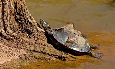 Maybe you would like to learn more about one of these? Makeover | A Painted Turtle shedding scutes I'd never seen ...