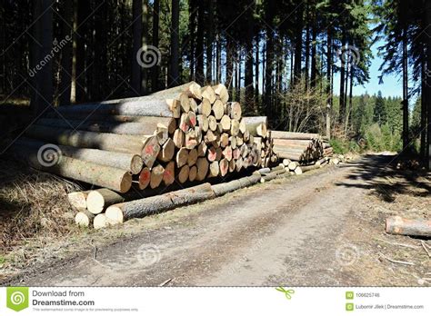 The Logs Of Trees In The Forest On A Pile To Be Transported Stock Photo