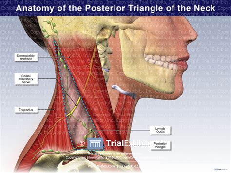 Anatomy Of The Posterior Triangle Of The Neck Trialexhibits Inc