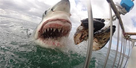Check Out This Video Of The Biggest Great White Shark Ever Filmed