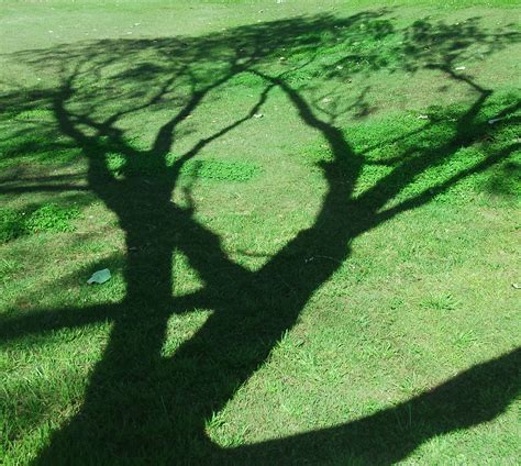 Tree Shadow Wallpapers Arthatravel Com