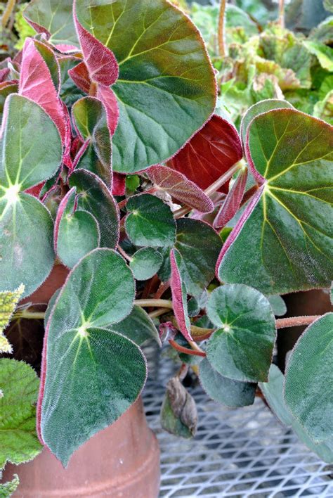 Blooming Begonias In My Greenhouse The Martha Stewart Blog