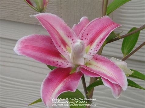 Lily Lilium Sweet Rosy In The Lilies Database