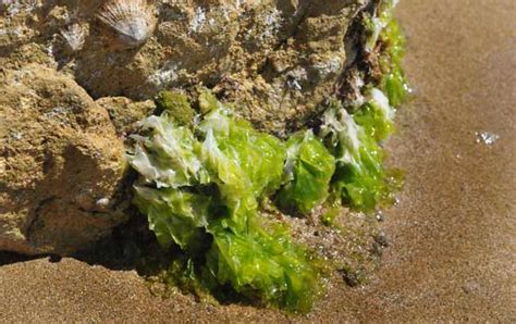 Ulva Lactuca Lechuga De Mar Guia De Especies Marinas En Waste Magazine