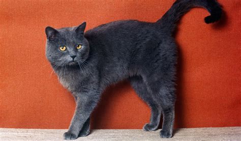 British Shorthair Cat Breed Information Cat Breeds At Thepetowners