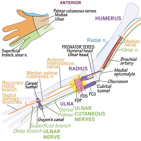 Neuroanatomy Glossary Upper Limb Nerve Anatomy Ditki Medical