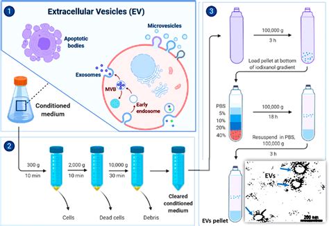 Schematic Illustration Of Extracellular Vesicle Ev Overview Of Ev