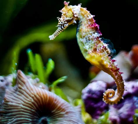Cute Seahorse Photo And Wallpaper Cute Cute Seahorse Pictures