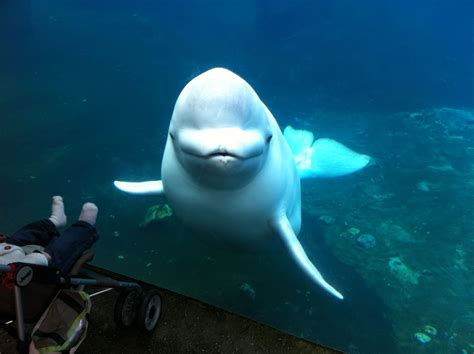 This Is Juno A Nine Year Old Beluga Whale At The Mystic Aquarium In