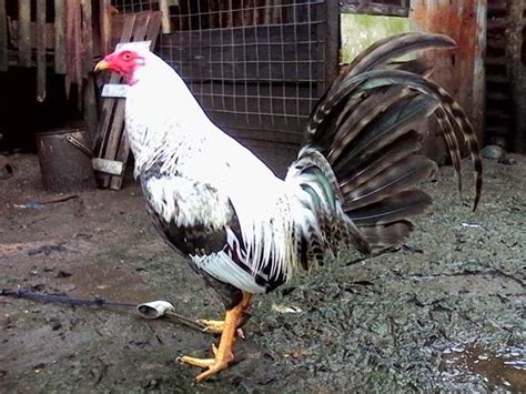 Ayam ini menjadi pilihan untuk dipelihara di sebabkan keupayaan bertelur yang tinggi. gambar ayam sabung Philipina