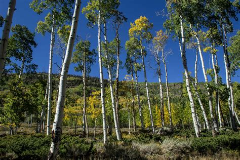 Finding Pando Utahs 80000 Year Old Aspen Grove Hides In Plain Sight