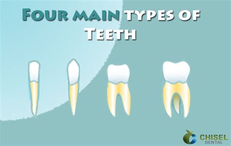 4 Types Teeth