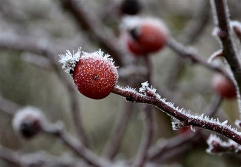 무료 이미지 자연 분기 눈 감기 식물 사진술 과일 꽃잎 식품 봄 빨간 생기게 하다 가을 플로라 시즌