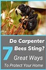 Do Carpenter Bees Sting? 7 Great Ways To Protect Your Home | Do ...