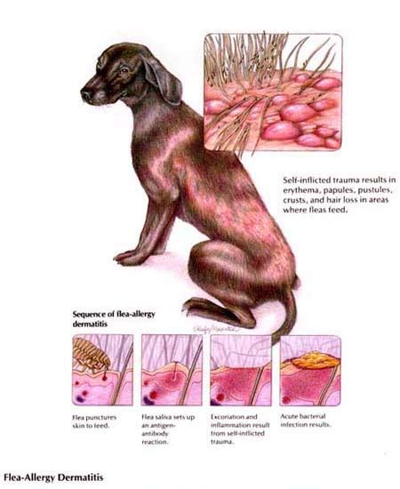Dog Skin Rash Treatment