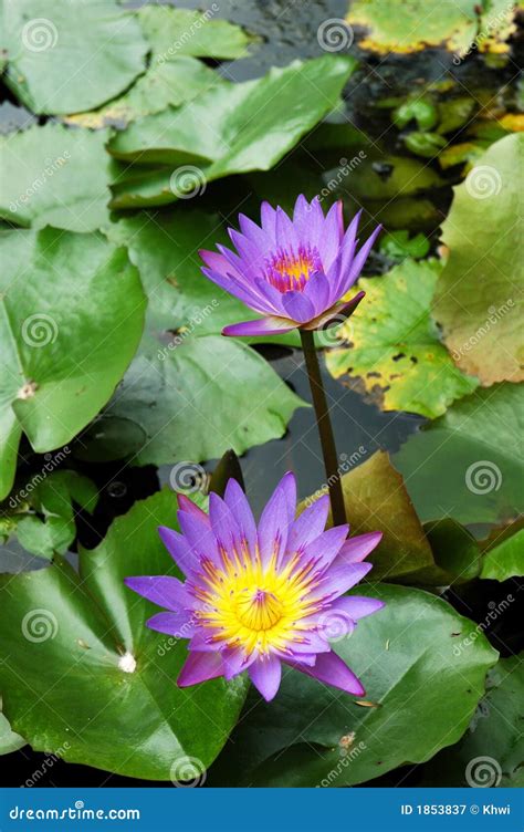 Purple Water Lily Lotus Royalty Free Stock Photography Image 1853837