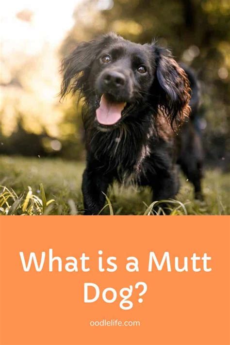 What Is A Mutt Dog Mutt Facts And Truth Oodle Life