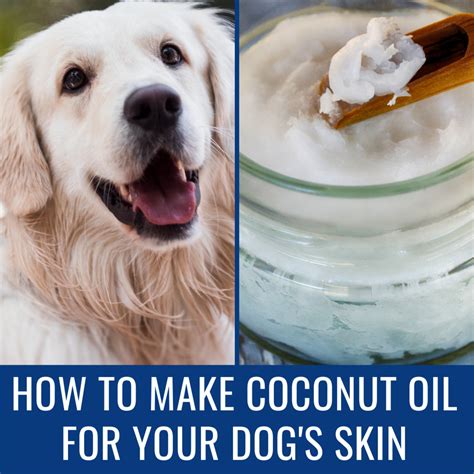 How To Make Virgin Coconut Oil For Your Dog Pethelpful