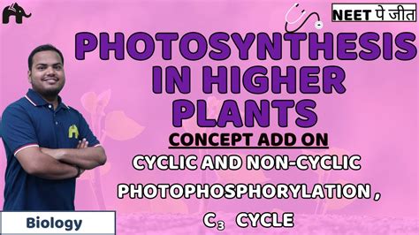 Photosynthesis In Higher Plants Class 11 Neet Photophosphorylation