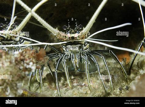 Painted Spiny Lobster Raja Ampat Indonesia Stock Photo Alamy