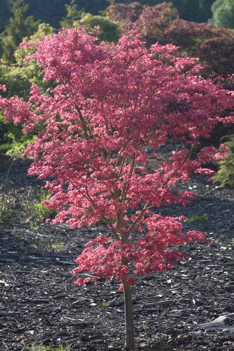 Buy Acer Palmatum Geisha Gone Wild Japanese Maple Mr Maple │ Buy