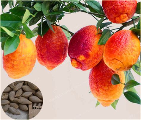 Pomarańcza czerwona Citrus sinensis