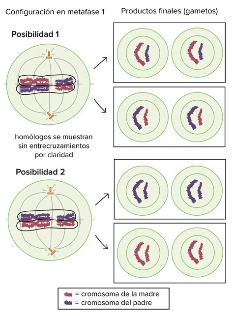 Numero De Cromosomas De La Celula Madre En La Meiosis Compartir Celular