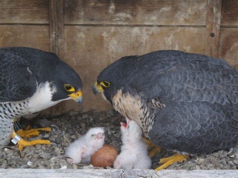 Third Baby Peregrine Falcon Hatches Atop Times Square Building