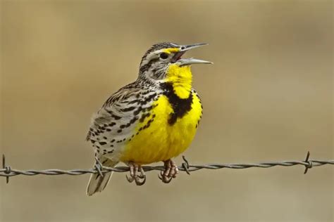 Western Meadowlark The Second Most Popular State Bird The Bird Guide