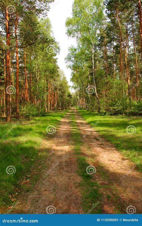 Road To The Wild Forest Near Magdeburg Germany Stock Image Image Of