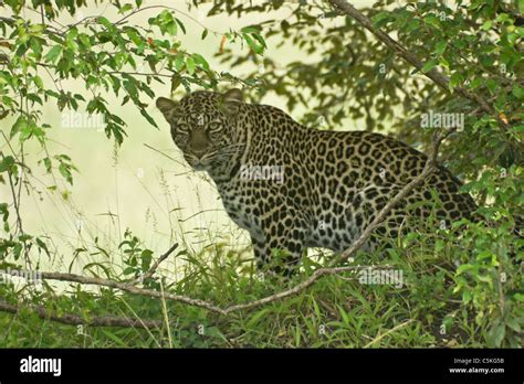 African Leopard Hiding In Bush Masai Mara Kenya Stock Photo Alamy