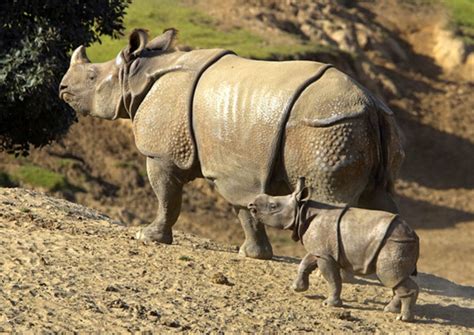 Zoo Babies Budget Travel