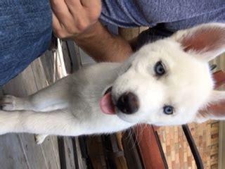 We may have siberian husky puppies for sale, but if not, we would also be happy to refer you to another reputable breeder. View Ad: Siberian Husky Puppy for Sale near Texas, DALLAS ...