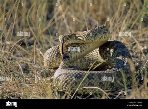 Prairie Rattlesnake Crotalus Viridis Adult Western And Plains