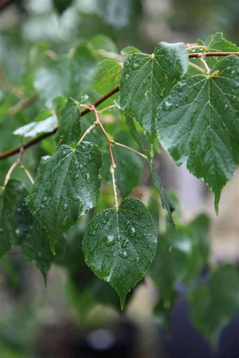 Tilia Cordata Green Spire The Tree Shop Nursery Melbourne