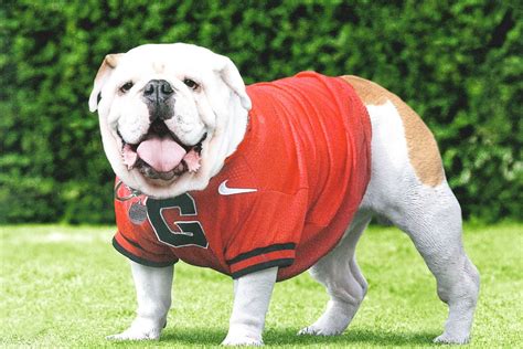 Georgia Bulldogs Mascot Uga Ix Passes Away Sports