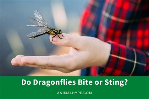 Do Dragonflies Bite Or Sting Natures Helicopter Secrets Animal Hype