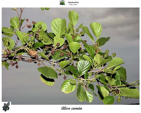 Planta De Alnus Glutinosa Aliso Común 2 Años