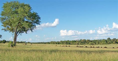 Learn more about kruger history, value and objectives. Greater Kruger Park