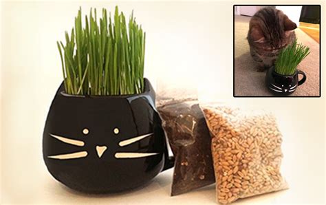 How to make a garden bed over grass. How To Grow A Cat Grass Bed - Hacks For Cats in 2020 | Cat ...