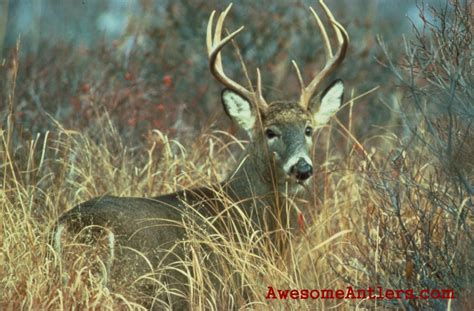 Free Download Whitetail Buck Wallpaper With Deer Common In Pictures