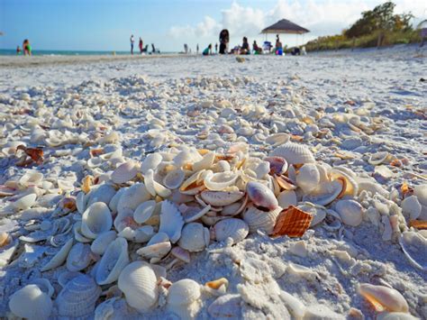 Best Hotels For Shelling On Sanibel Island Captiva Island Best Place