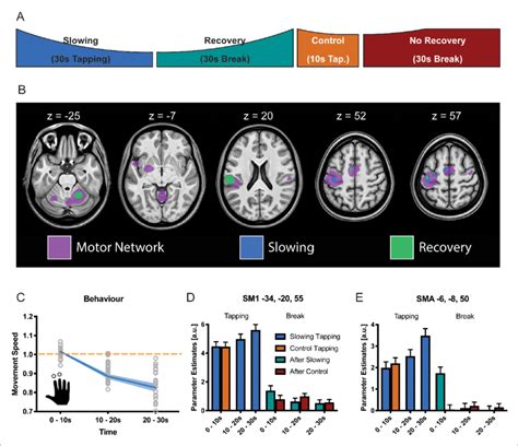 Results Of The Functional Magnetic Resonance Fmri Experiment N